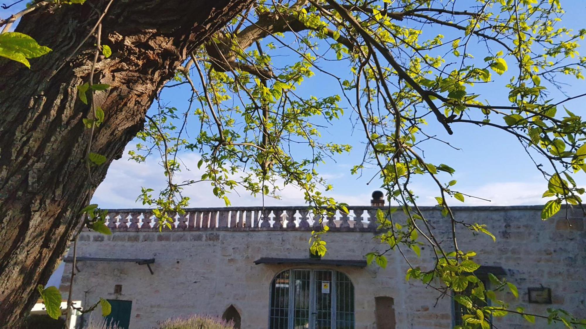 Podere Del Gelso Bianco, Vacation Rental Ostuni Exteriör bild