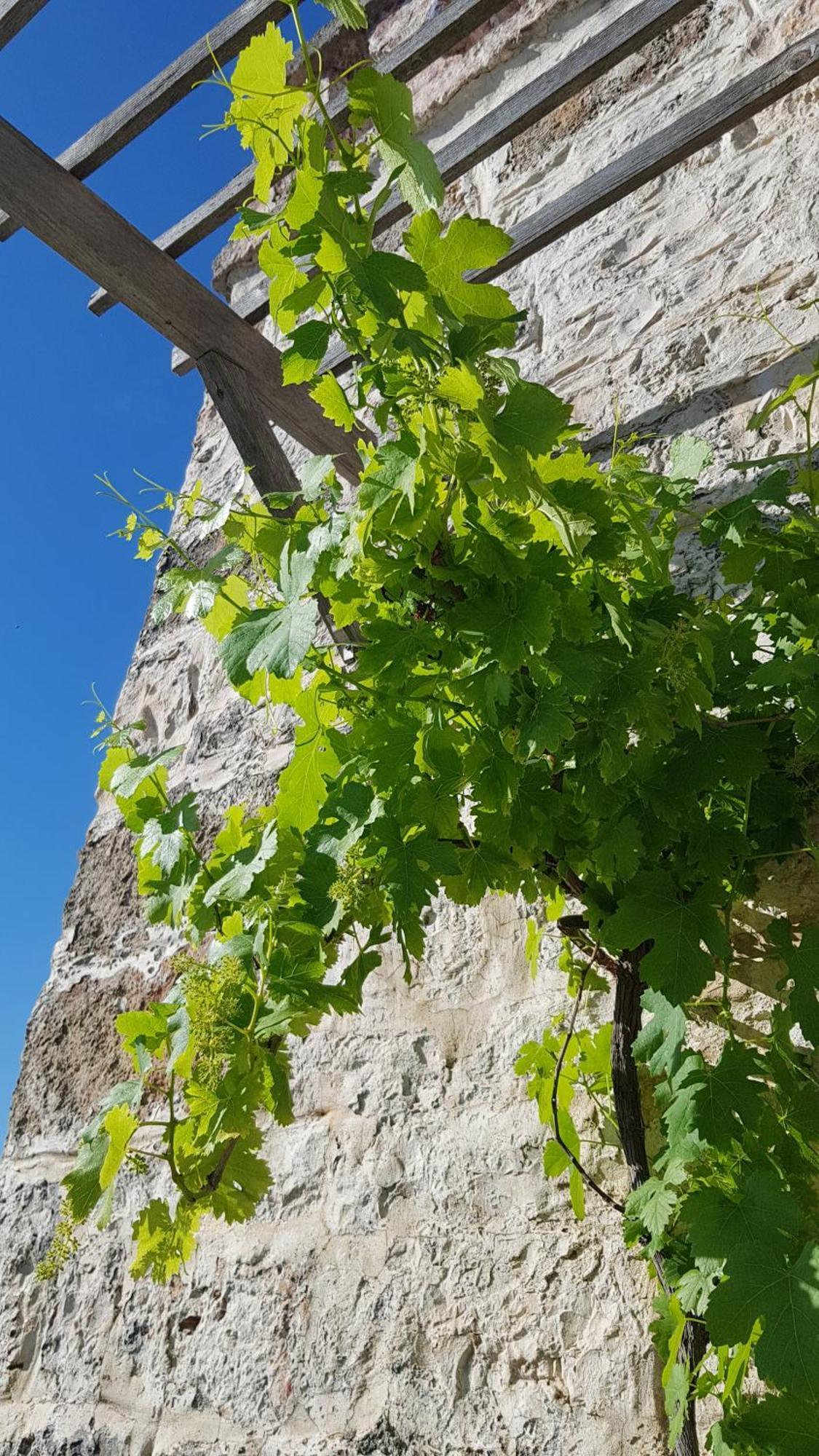 Podere Del Gelso Bianco, Vacation Rental Ostuni Exteriör bild